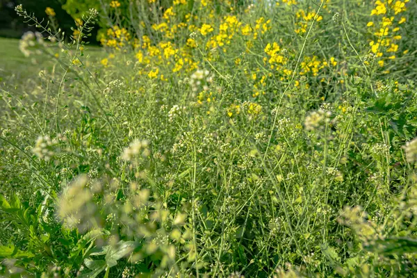 Groen gras op een zonnige dag — Stockfoto