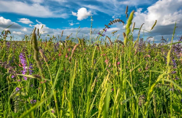 Mavi gökyüzü arka plan üzerine yaz çayır