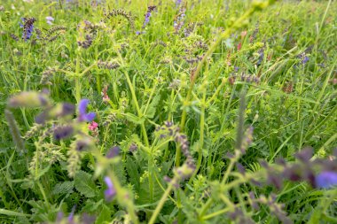 erken yaz çiçek çayır