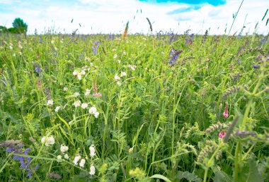 gün ortasında güneş altında yeşil alan