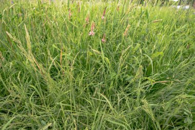 erken yaz çiçek çayır