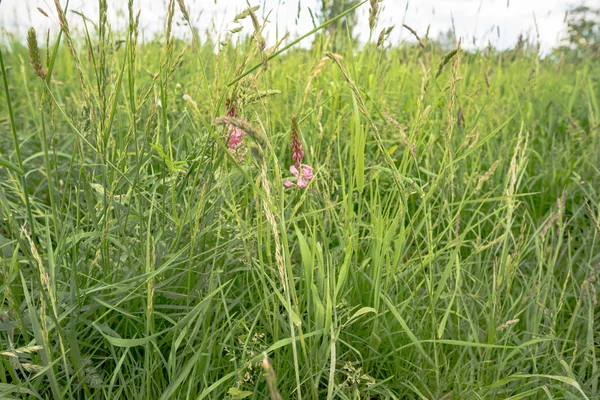 Grüne Wiese unter der Mittagssonne — Stockfoto