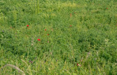 erken yaz çiçek çayır