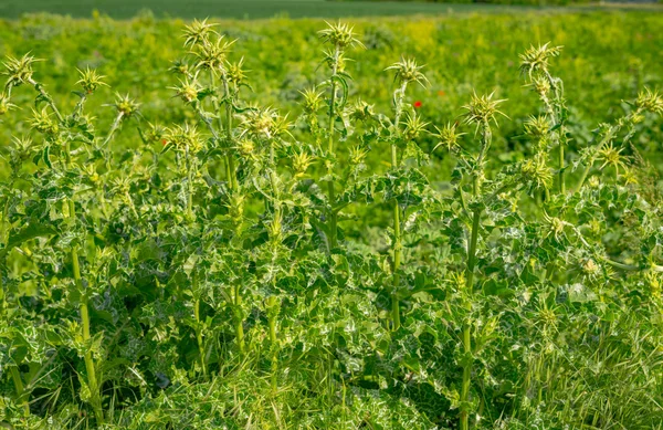 Blomma äng i början av sommaren — Stockfoto