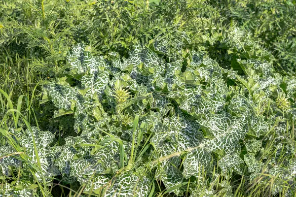 Frühlingswiese im Frühsommer — Stockfoto