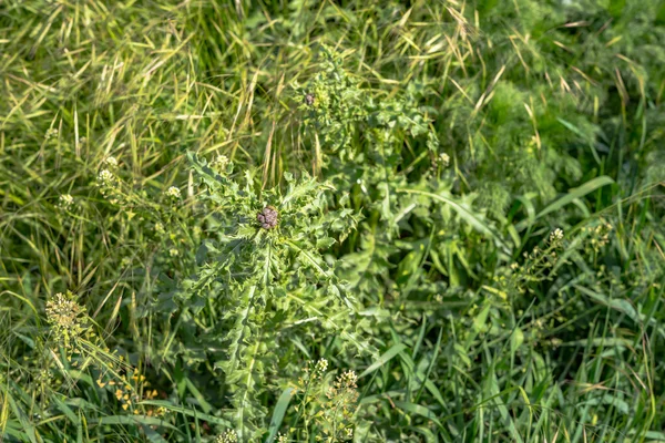 erken yaz bahar çayır