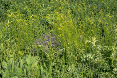 yeşil çimenler tarlada