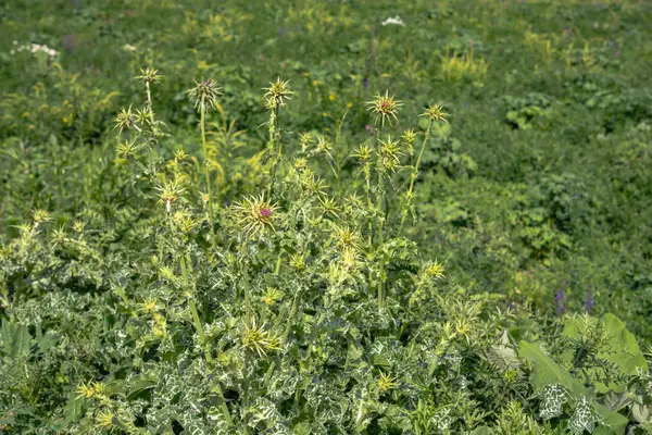 Yeşil çimenler tarlada — Stok fotoğraf