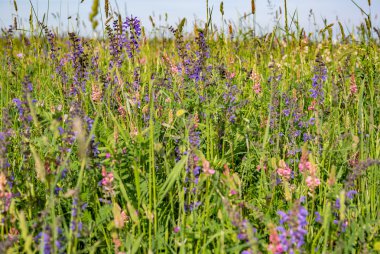 Çiçek açan çiçekler ile manzara