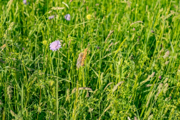 Landschap met bloeiende bloemen — Stockfoto