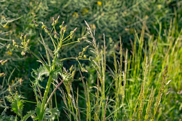 Pole trávy. louka zelená v létě — Stock fotografie