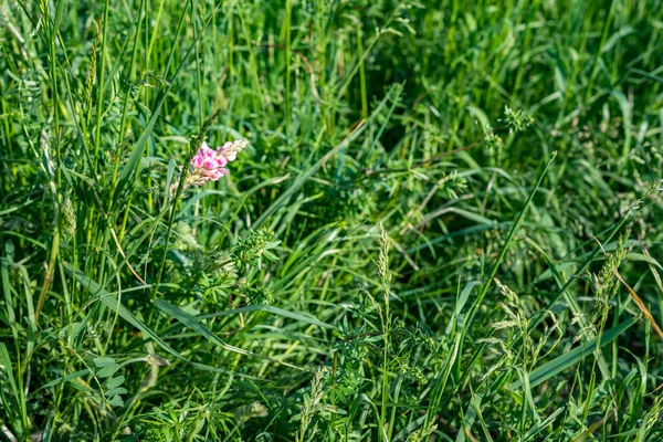 Травяное поле. луг зеленый летом — стоковое фото