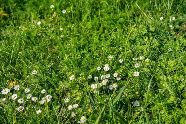 Weiland met witte bloemen — Stockfoto