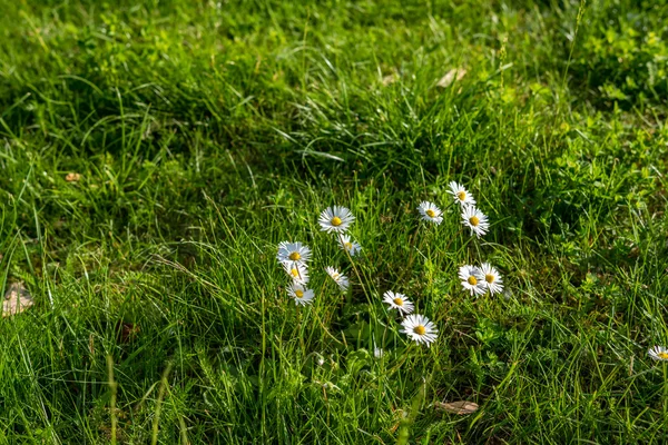 Prado com flores brancas — Fotografia de Stock