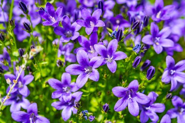 Çan çiçeği mor çiçekler ve mavi gökyüzü