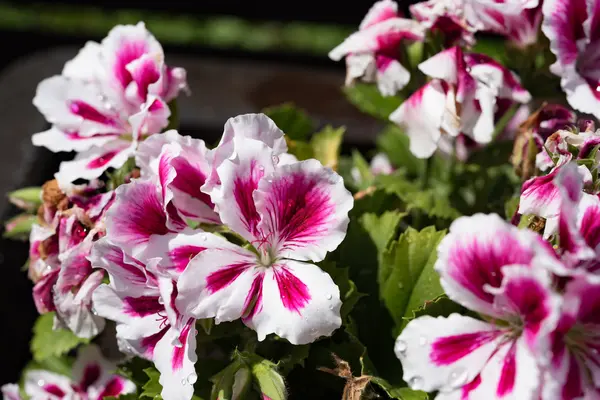 Roze witte Korenbloem bloem op natuurlijke achtergrond — Stockfoto