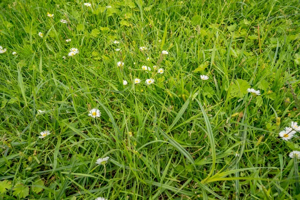 Groen veld met bloemen — Stockfoto