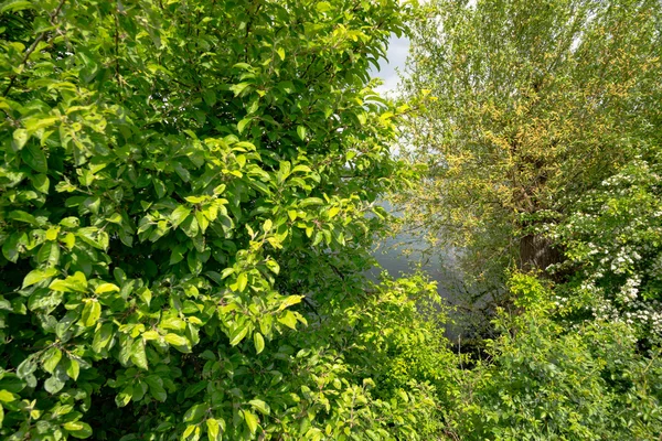 Árvore verde no parque na Alemanha — Fotografia de Stock