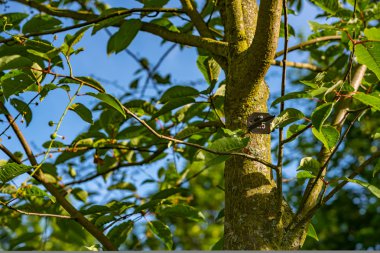 Almanya'da parkta yeşil ağaç