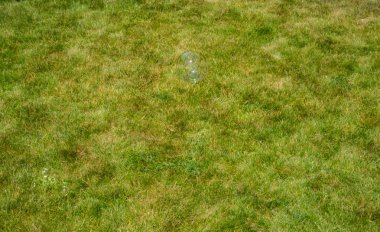 sabun köpüğü yeşil zemin üzerine