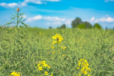 Kanola çiçeği üzerinde Bumble bee