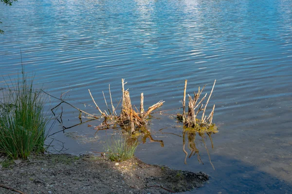 Kirli su göle — Stok fotoğraf