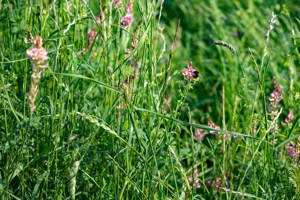 Bloemen van de wilde weide met abstracte achtergrond — Stockfoto