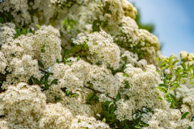 Ağaç çiçekleri bahar, çiçekler beyaz.