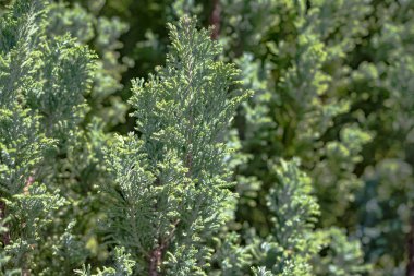 arka planı yeşil bitkilerde