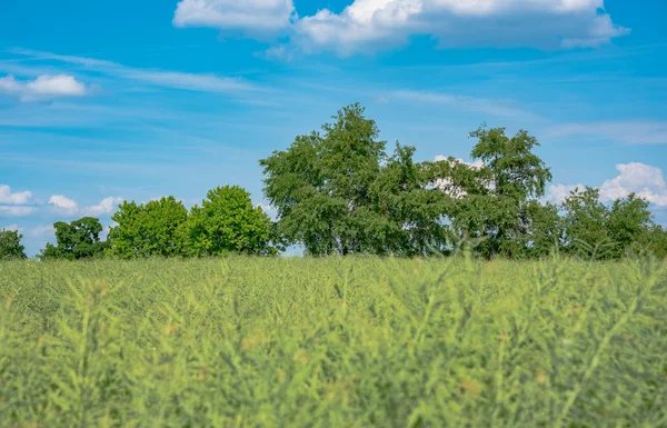 Yeşil çimenli ve bulutlu yaz manzarası