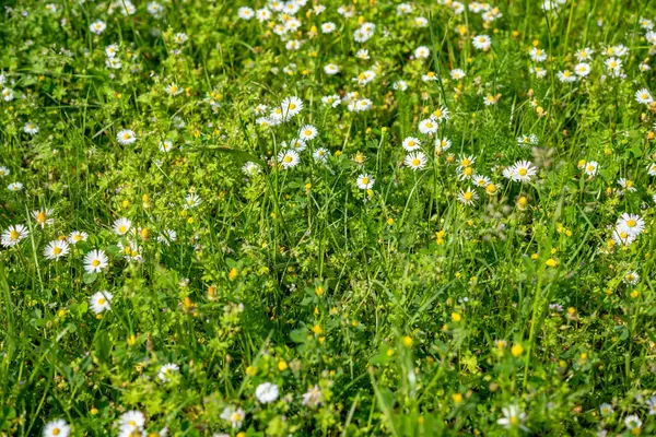 春時の牧草地の野生の花を開花 — ストック写真