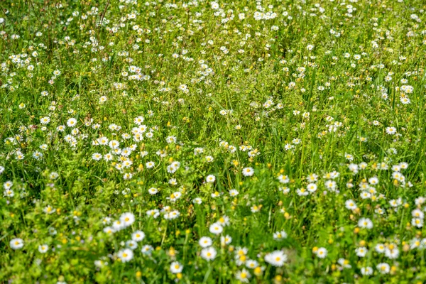 Gebied van bloeiende veldbloemen i.Fichtelgebirge — Stockfoto
