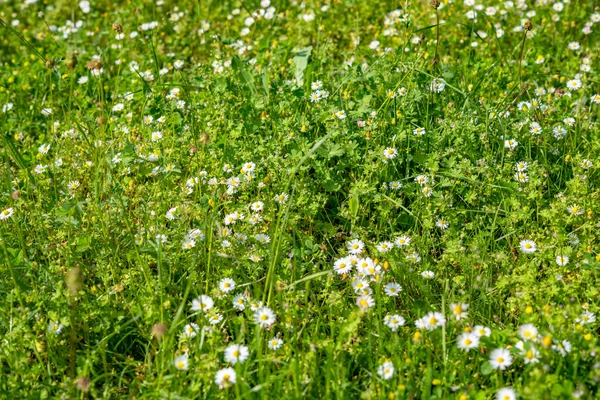 Gebied van bloeiende veldbloemen i.Fichtelgebirge — Stockfoto