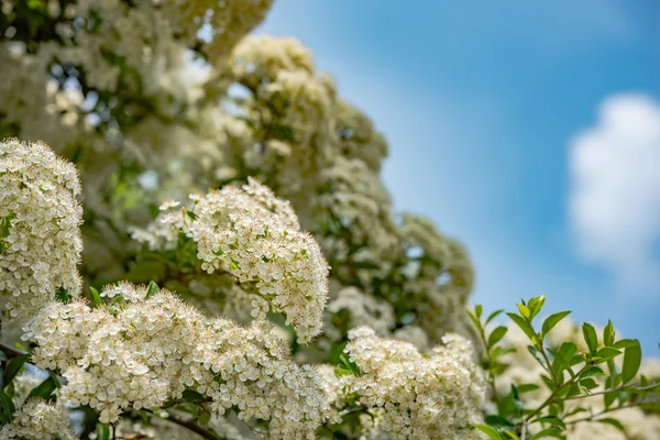 Witte bloemen in het voorjaar — Stockfoto