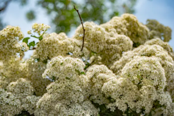 White flowers in spring — Stock Photo, Image