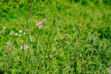 Bahar çiçek çayır