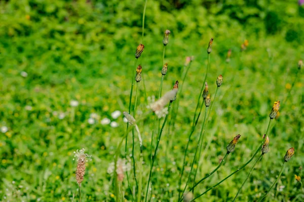 Bahar çiçek çayır
