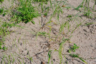 erken yaz aylarında kum çimen