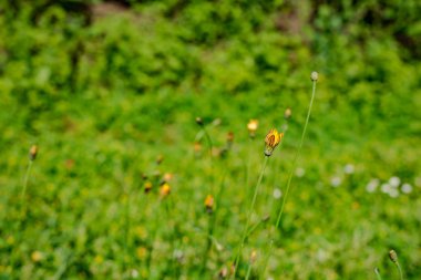 taze yeşil çim dokusu arka plan üzerinde kapat