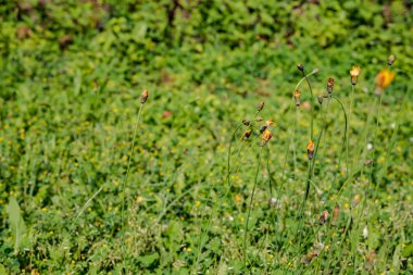 taze yeşil çim dokusu arka plan üzerinde kapat