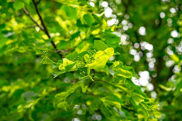 Pohon buah-buahan gairah — Stok Foto