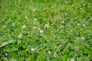 Canlı yaz çayır çiçeklerle güneşli bir günde