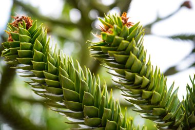 Bir makro mercek altında doğanın harikaları