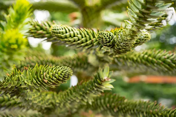 De wonderen van de natuur onder een macro lens — Stockfoto