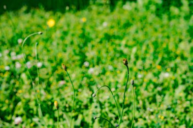 Bahar Çiftlik alanında çiçeklenme çiçekler