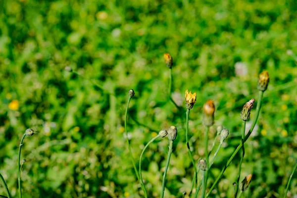 春の農場野に咲く花 — ストック写真