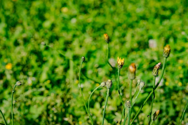 Flores florescendo no campo de fazenda primavera — Fotografia de Stock