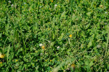 Bahar Çiftlik alanında çiçeklenme çiçekler