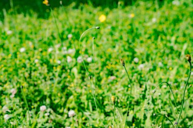 Bahar Çiftlik alanında çiçeklenme çiçekler