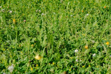 Bahar Çiftlik alanında çiçeklenme çiçekler